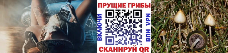 ОМГ ОМГ   Гудермес  Псилоцибиновые грибы ЛСД 